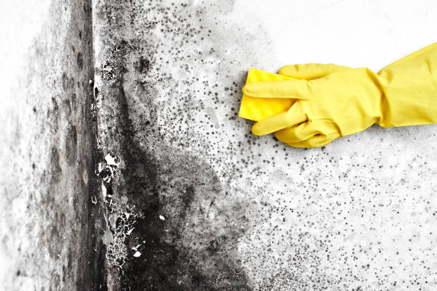 Best Mold Cleaning Services  in Blossom, TX