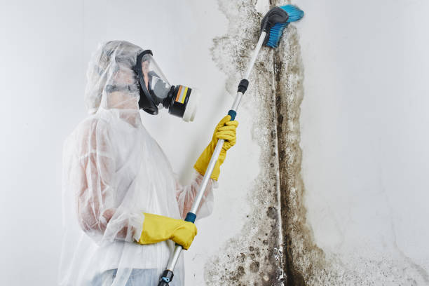 Best Affordable Mold Removal  in Blossom, TX