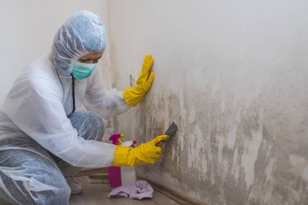 Best Mold Removal Company Near Me  in Blossom, TX