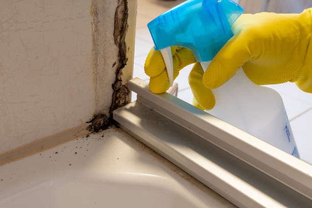 Best Mold Cleaning Services  in Blossom, TX