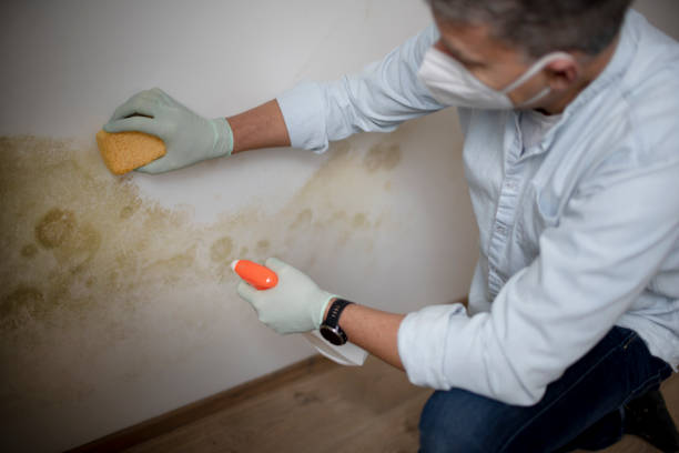 Best Toxic Mold Removal  in Blossom, TX