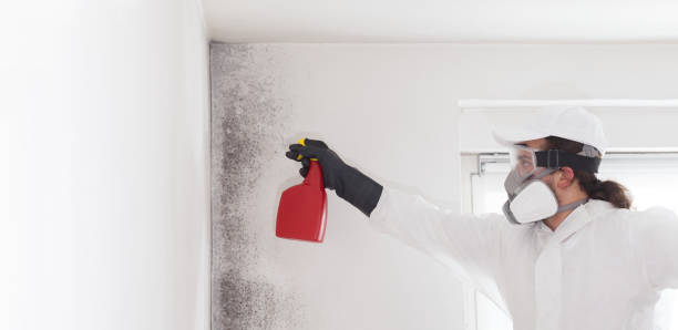 Best Commercial Mold Removal  in Blossom, TX