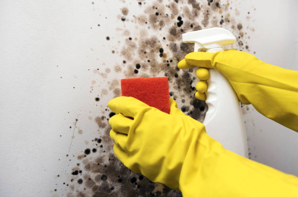 Best Residential Mold Removal  in Blossom, TX