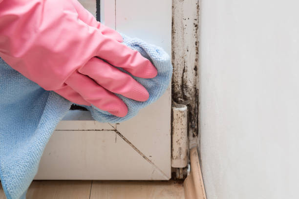 Best Black Mold Removal  in Blossom, TX