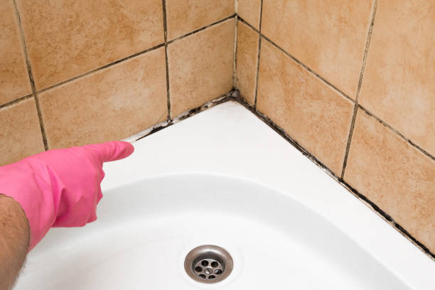 Best Toxic Mold Removal  in Blossom, TX